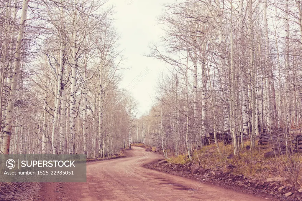 Early spring in the forest. Serene natural background. Living coral color toning.