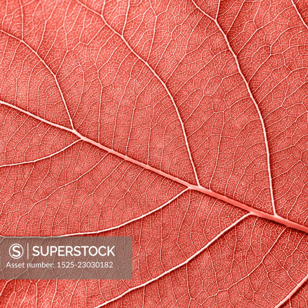 Texured natural veined leaf pattern background for layout. Fashionable pantone trendy color of spring-summer 2019 season. Macro photo. Top view. Detailed macro photo of leaf with veins n a color of the year 2019 Living Coral pantone. Natural background for your ideas. Flat lay