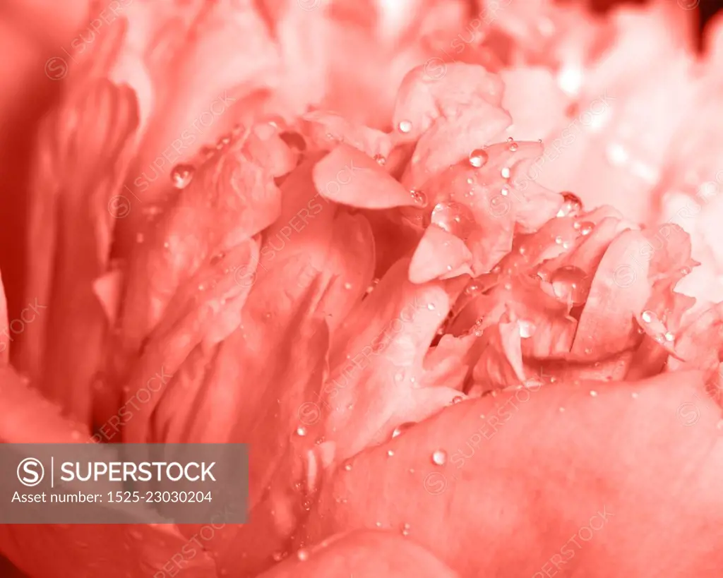 Natural pattern of peony petals with clean water drops in a trendy color of the year 2019 Living Coral pantone. Floral background. Macro photo.. Macro photo of peony flower with transparent drops of dew in a trendy color of the year 2019 Living Coral pantone. Layout for postcard