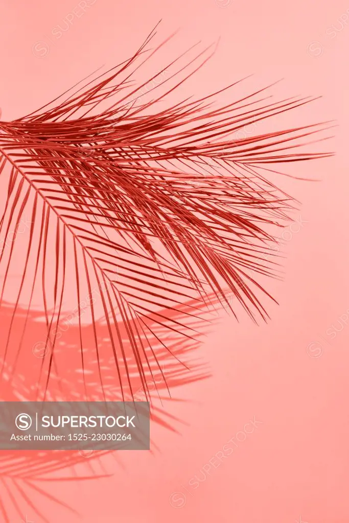 Creative pattern from palm leaf with shadows on a on a color of the year 2019 Living Coral background. Fashionable pantone trendy color.. Tropical palm leaf pattern with shadows on a background in color of the year 2019 Living Coral pantone, copy space. Place for text.