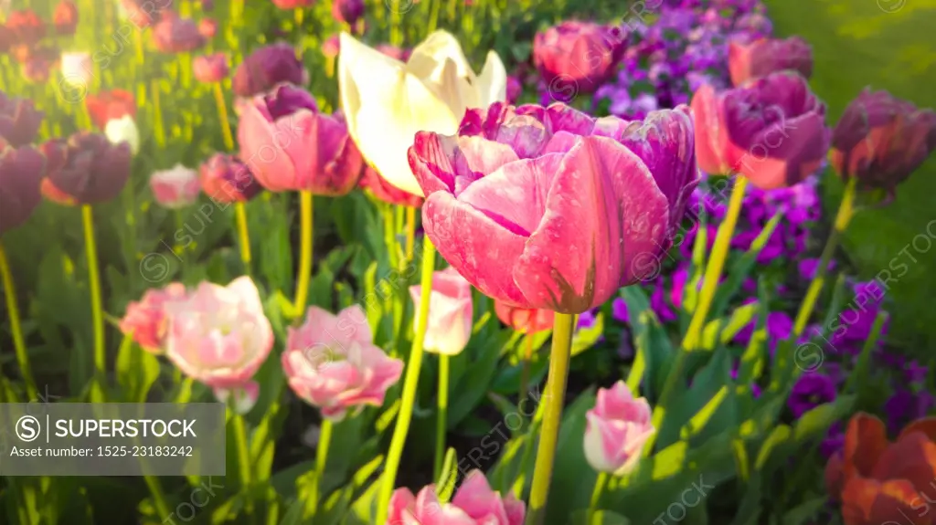 Closeup toned photo of beautiful pink and white tulips at early morning