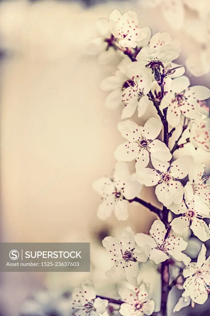 Amazing springtime cherry blossom, floral border, spring nature background, pastel color