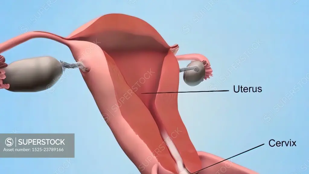 The vagina is a muscular, hollow tube that extends from the vaginal opening to the uterus. 3d illustration. A female&rsquo;s internal reproductive organs are the vagina, uterus, fallopian tubes, and ovaries.