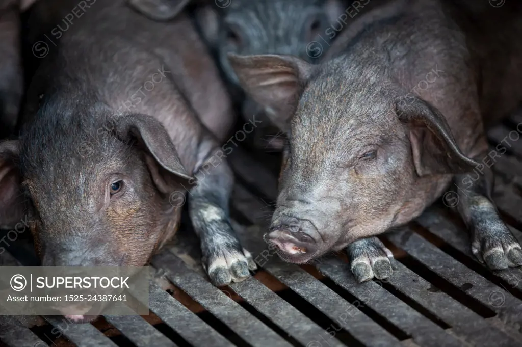 A group of black piglet in ecosystems farming. Black piglet in the wooden stall. Low key photography.