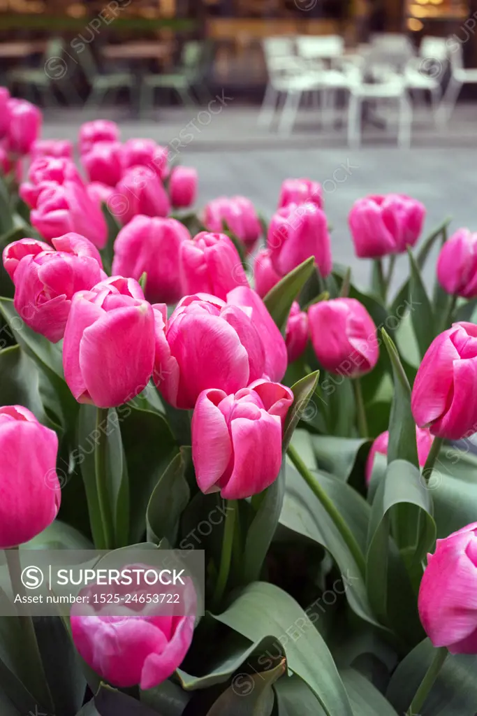 pink beautiful tulips on the street of amsterdam. The Netherlands