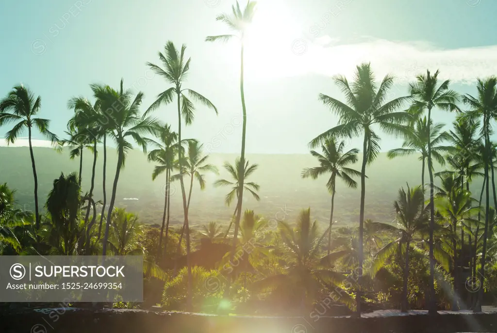 Palm on tropical beach