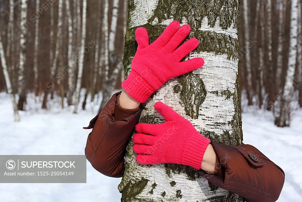 Hands in red gloves embrace russian birch