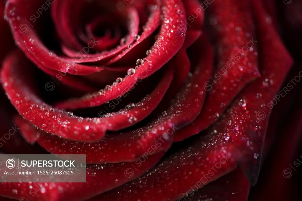 Macro image of dark red rose with water droplets. Extreme close-up with shallow dof.