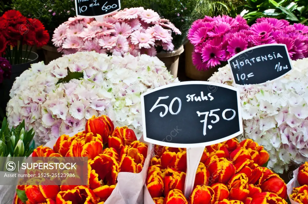 Detail of Amsterdam flowers market: the best tulips of the world