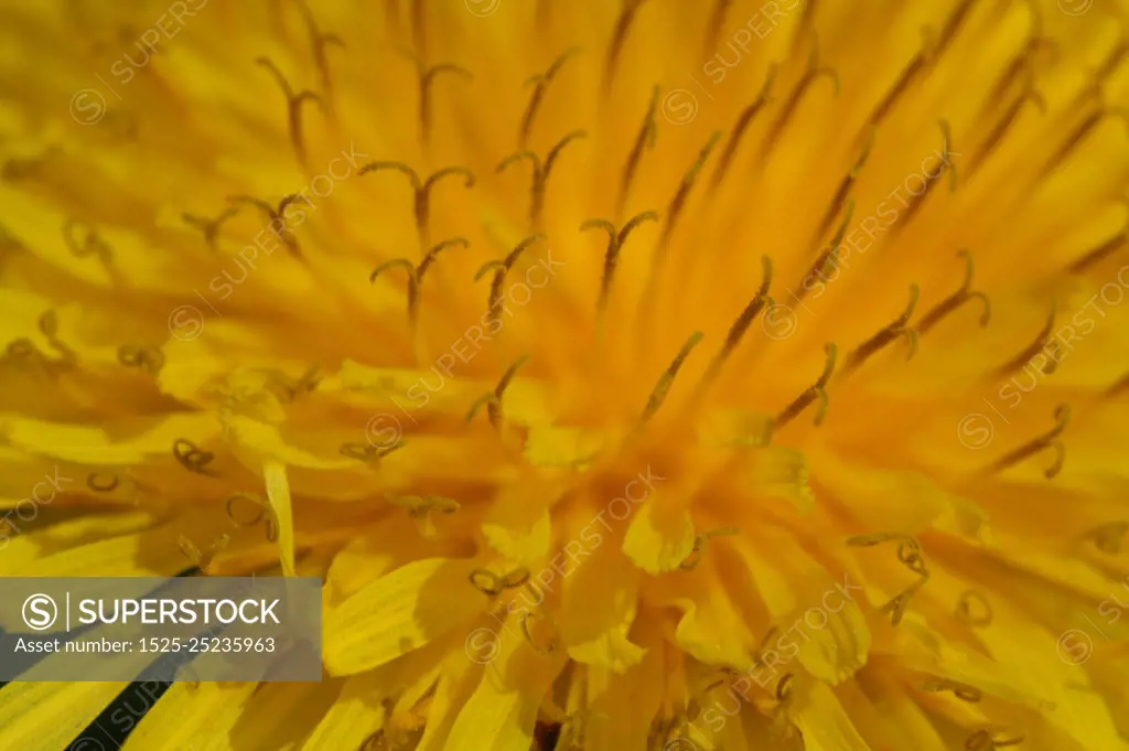 Macro image of yellow dandelion. extreme close-up