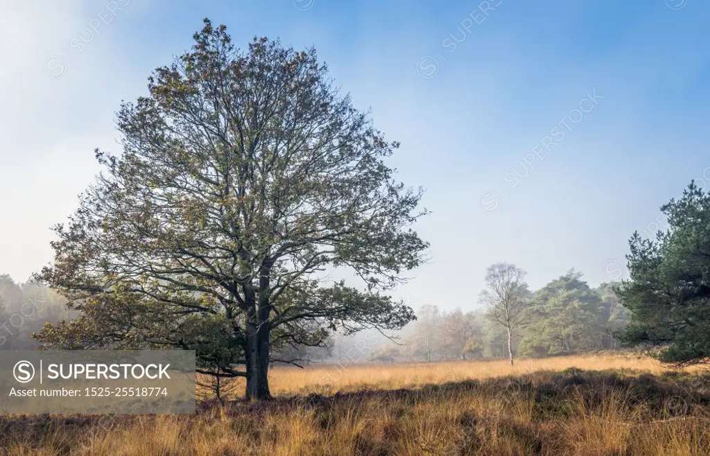 single tree in autumn landscape with gold brown red and orange colors and hazy misty background