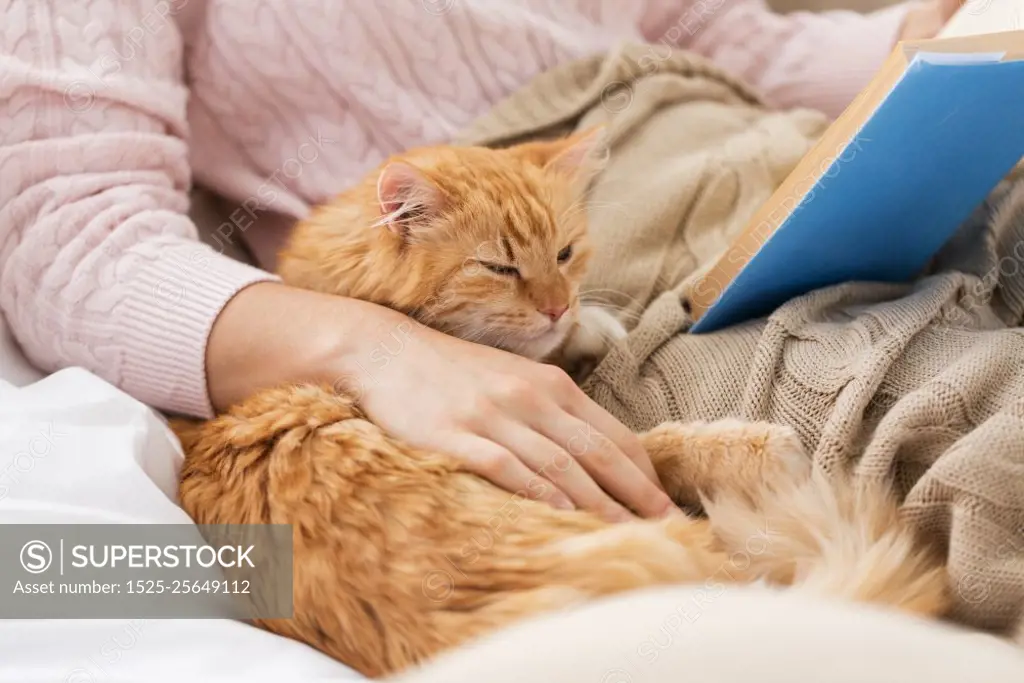 pets, hygge and people concept - close up of red tabby cat and female owner reading book in bed at home. red cat and female owner reading book at home