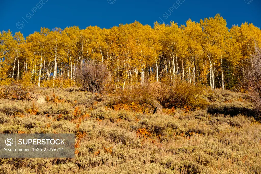 Aspen grove at autumn in Rocky Mountains. Aspen grove at autumn in Rocky Mountain National Park. Colorado, USA. 