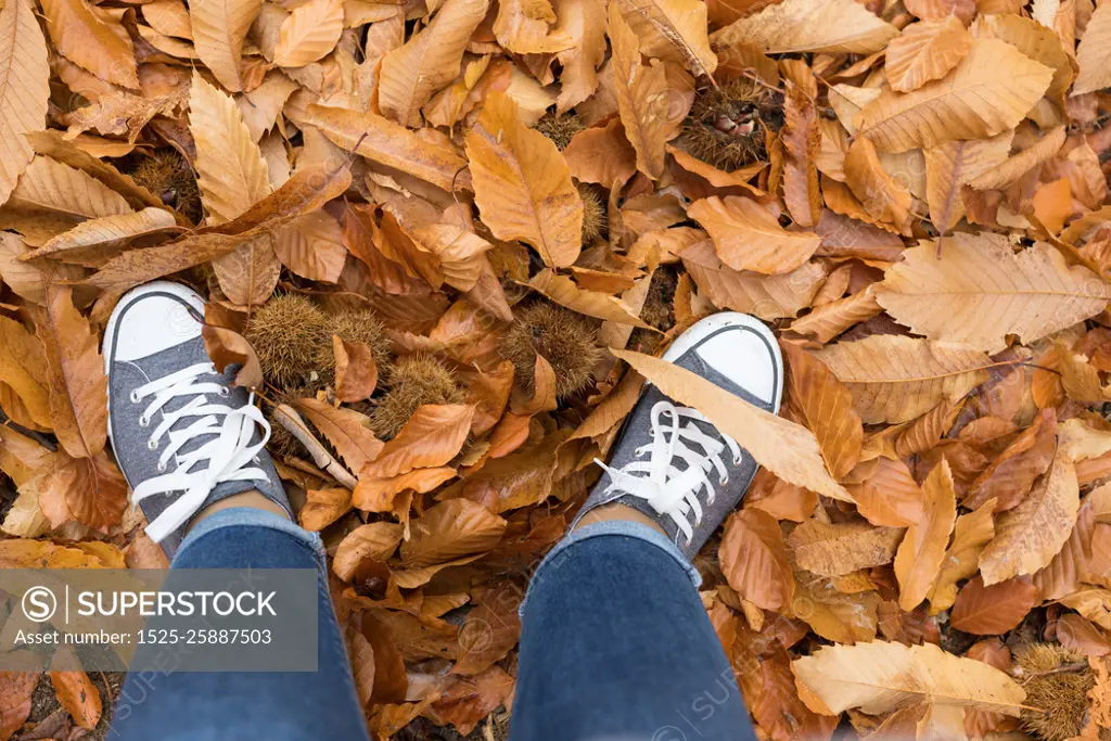 Fall, autumn, leaves, legs and shoes. Conceptual image of legs in shoes on the autumn leaves. Feet shoes walking in nature 