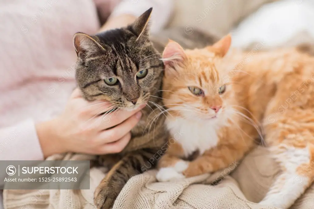 pets, hygge and people concept - close up of female owner with red and tabby cat in bed. close up of owner with red and tabby cat in bed