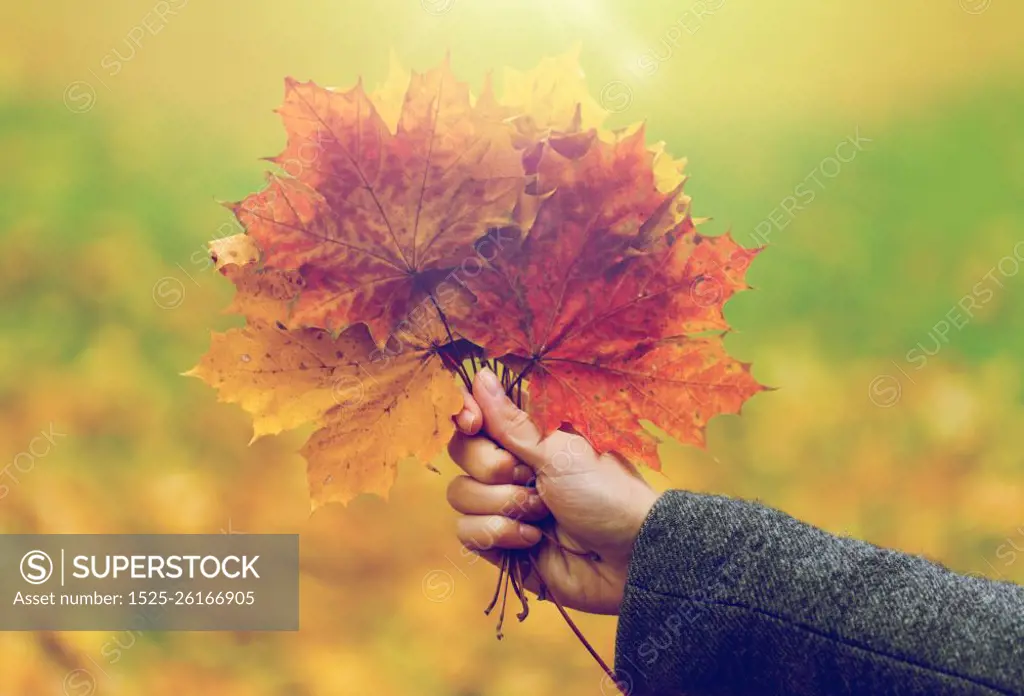 season, nature and people concept - close up of woman hand holding autumn maple leaves. close up of woman hands with autumn maple leaves