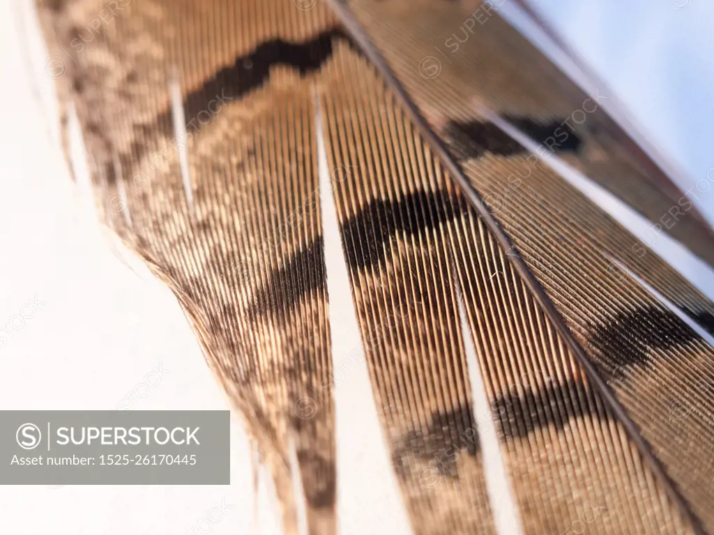 close up of pheasant feather with pattern pretty and texture with orange and black and brown color