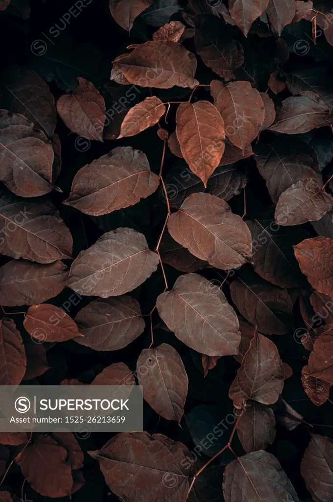  brown plant leaves in the nature in autumn season, autumn colors