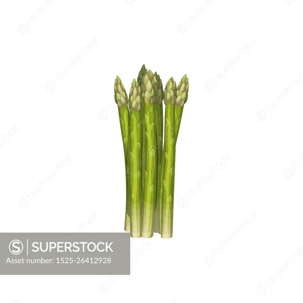 Asparagus vector natural green vegetable bunch of spears. Healthy raw food isolated on white background. Cartoon element for design, organic veggies, ripe plant, eco farm production. Asparagus bunch natural vegetable vector plant