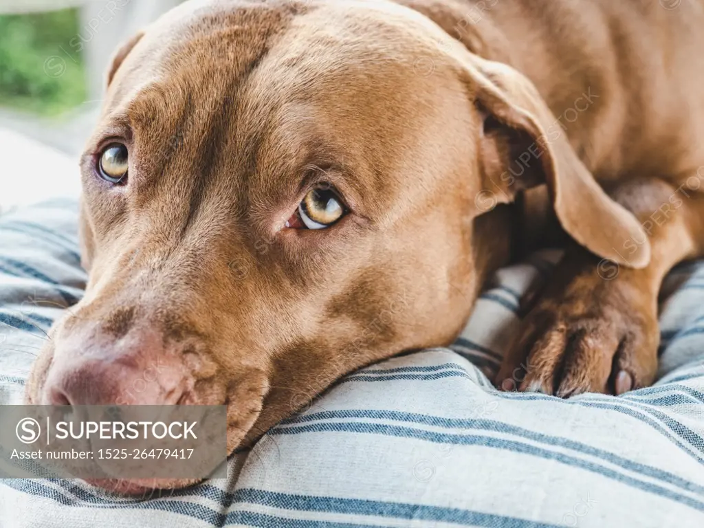 Lovable, pretty puppy of brown color. Close-up, indoors. Day light. Concept of care, education, obedience training and raising pets. Lovable, pretty puppy of brown color. Close-up