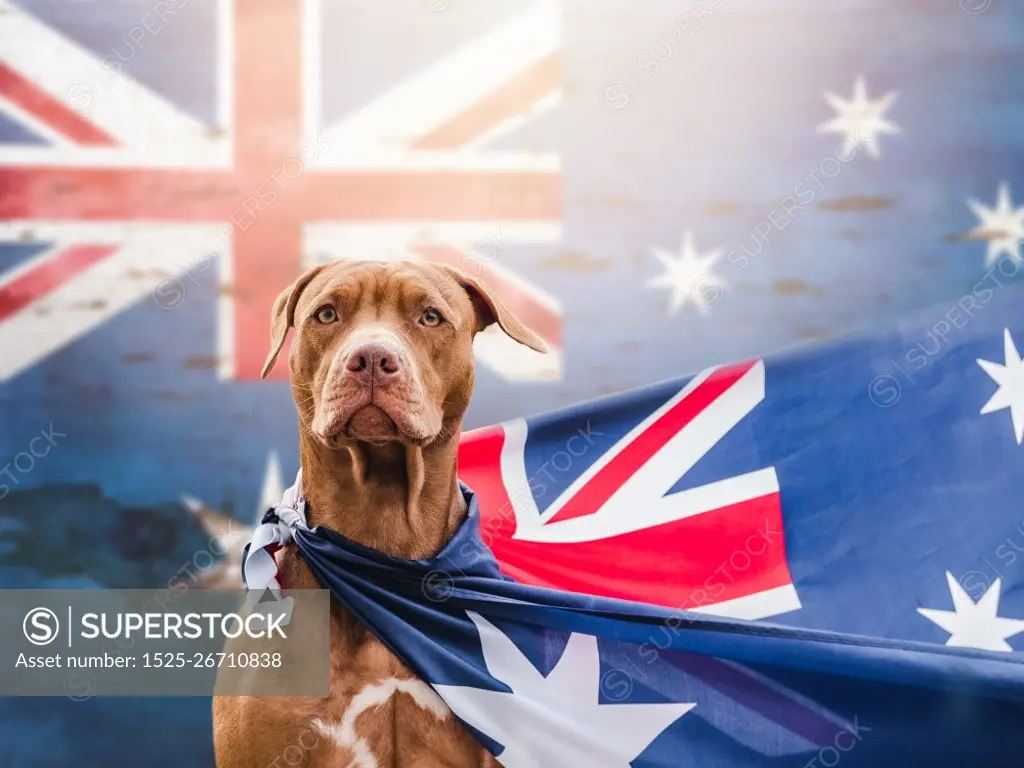 Lovable, pretty puppy of brown color. Closeup, outdoors. Day light, studio photo. Concept of care, education, obedience training, raising pets. Lovable puppy of brown color. Close-up, outdoors