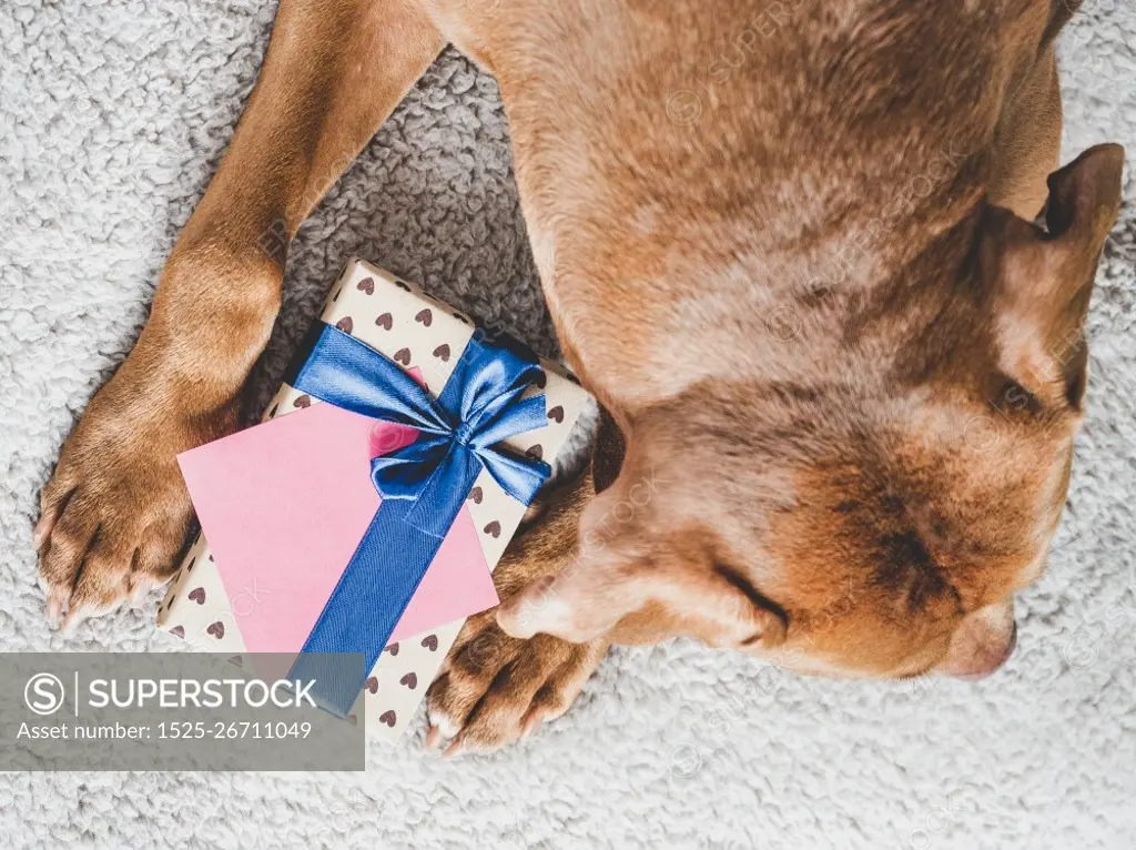 Lovable, pretty puppy brown color and gift box. Close-up, indoors, top view. Studio photo. Congratulations for family, loved ones, friends and colleagues. Animal and pet care concept. Lovable, pretty puppy brown color and gift box