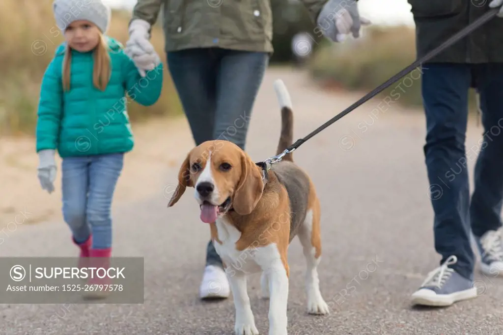 family, pets and people concept - mother, father and little daughter walking with beagle dog on leash in autumn. family walking with dog in autumn