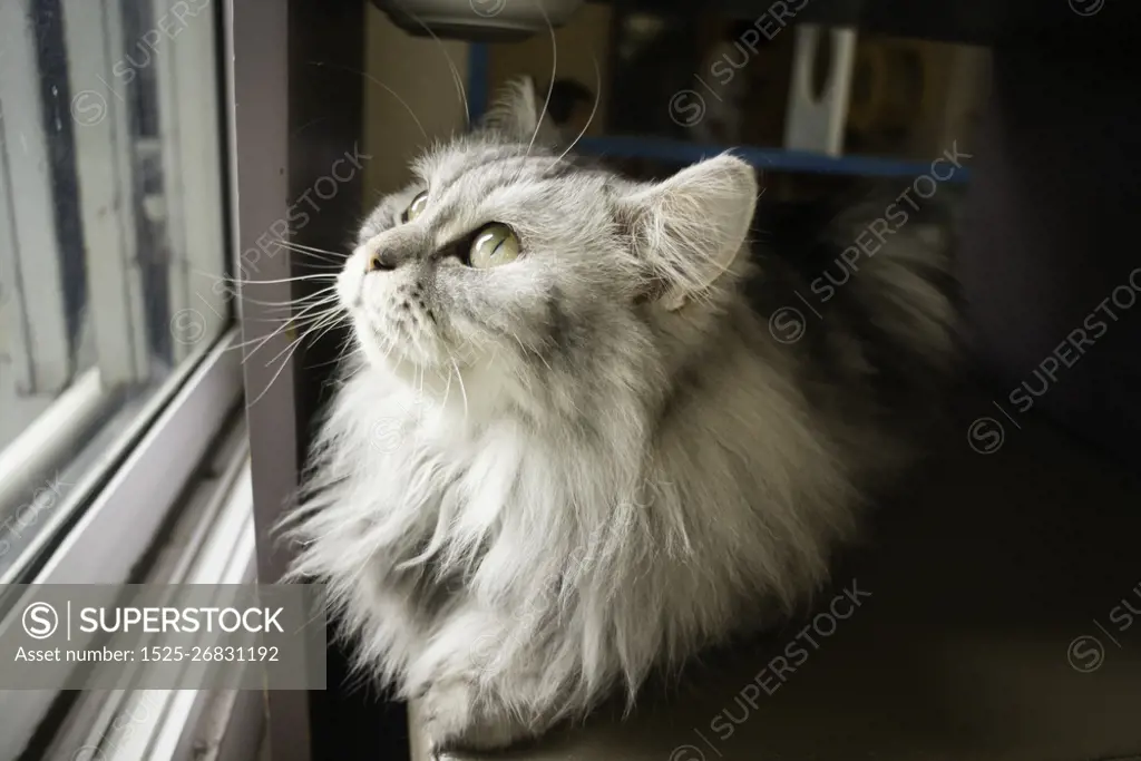 Domestic cat chilled in coffee shop, stock photo