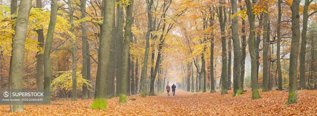 couple walks in autumnal forest near dutch towns of zeist and utrecht in the fall