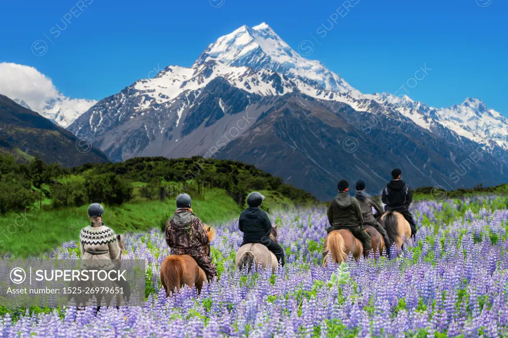 Travelers ride horses in lupine flower field, overlooking the beautiful landscape of Mt Cook National Park in New Zealand. Lupins hit full bloom in December to January which is summer of New Zealand.