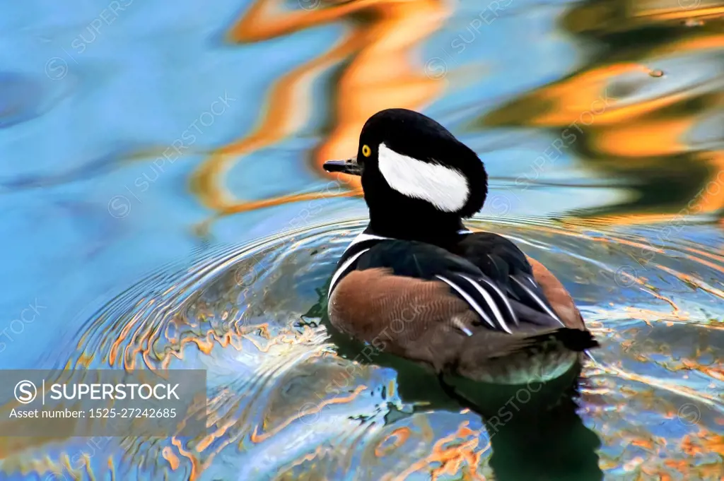 Hooded Merganser (lophodytes cucullatus) at Barnes Wetland Trust