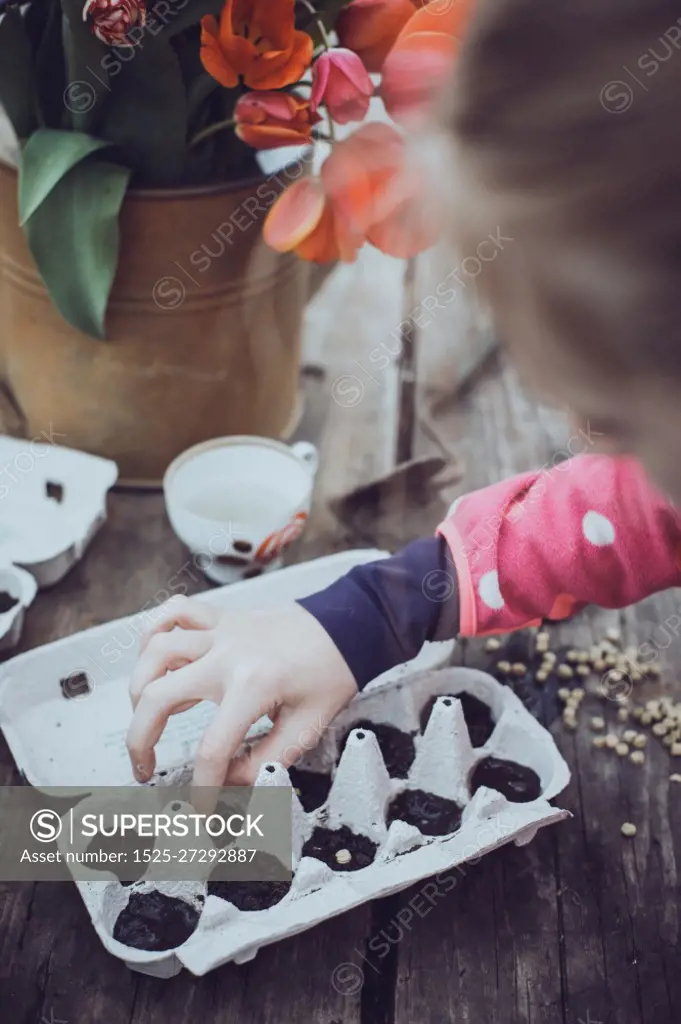 planting peas in the garden. watering can, soil and peas on a wooden background. spring and gardening