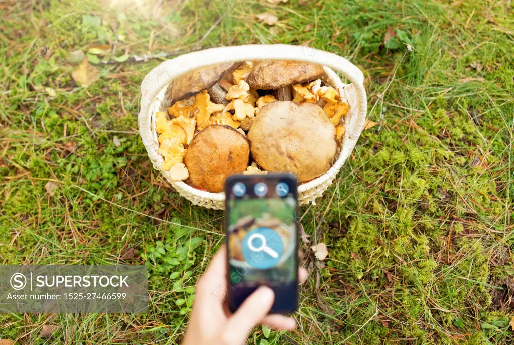 technology, nature and picking season concept - close up of hand with mushrooms in basket on smartphone screen using search application in autumn forest. hand with mushrooms using search app on smartphone