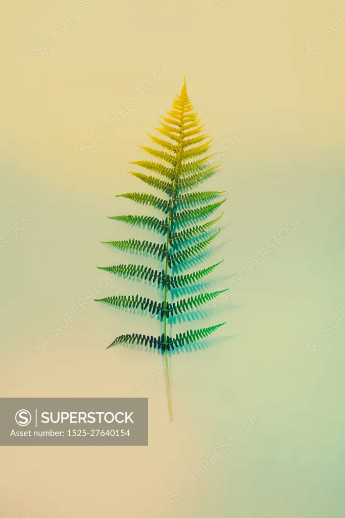 Fern leaves summer minimal background with a space for a text, flat lay, view from above. Fern leaves on blue background, flat lay, top view