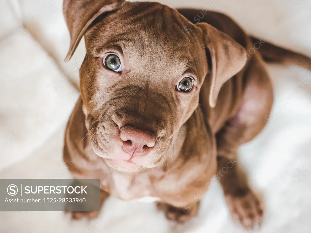 Young, charming puppy. Close-up, view from above, white background. Studio photo. Concept of care, education, obedience training and raising of pets. Young, charming puppy. Studio photo. Pets care