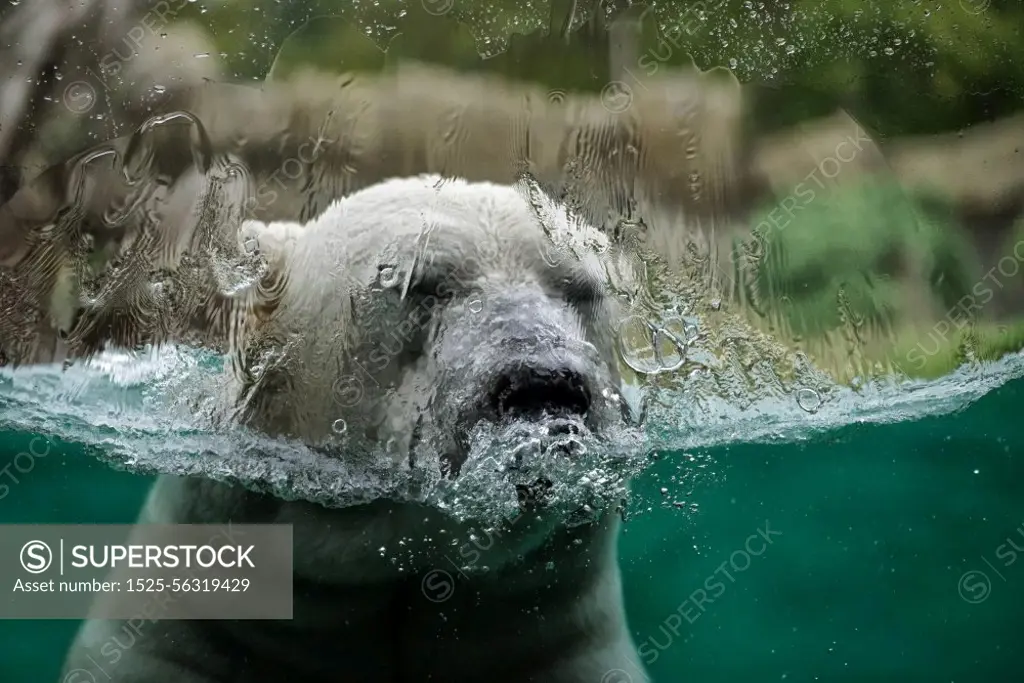 bear polar bear lake ice climate