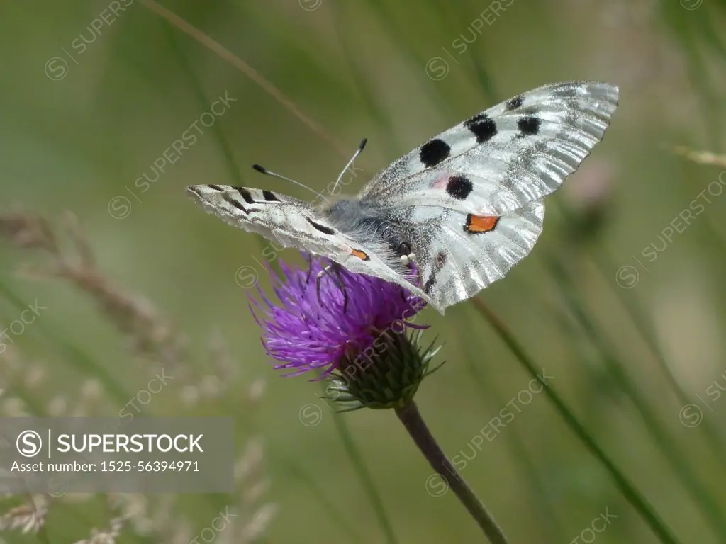 apollo butterfly apollofalter