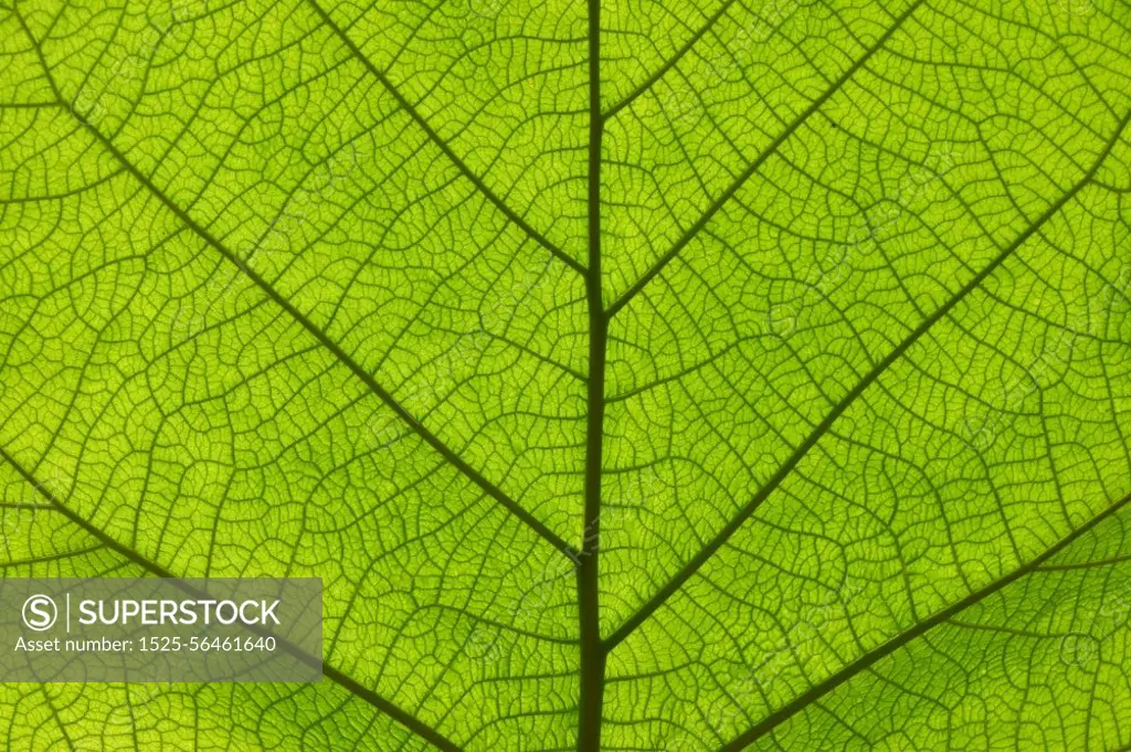 Extreme close up background texture of backlit green leaf veins