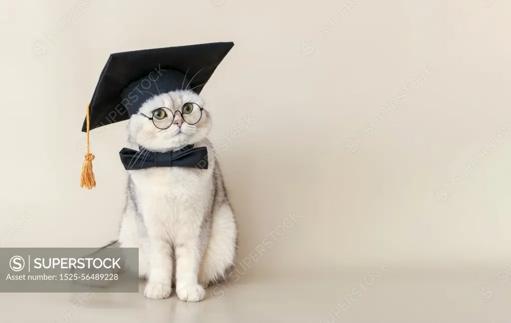 A white cat in a graduates hat and bow tie and glasses , sitting on a beige background. Copy space. A white cat in a graduates hat and bow tie, sitting on a beige background