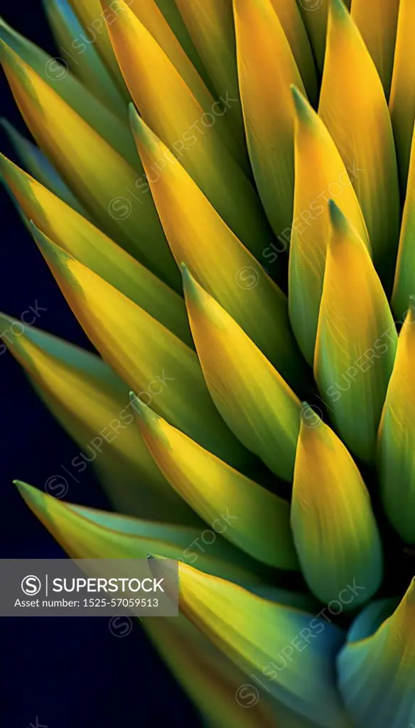 Extreme macro photo of the petals on an agave flower