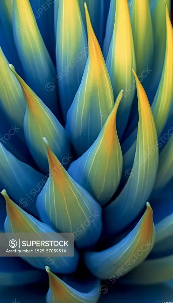 Extreme macro photo of the petals on an agave flower