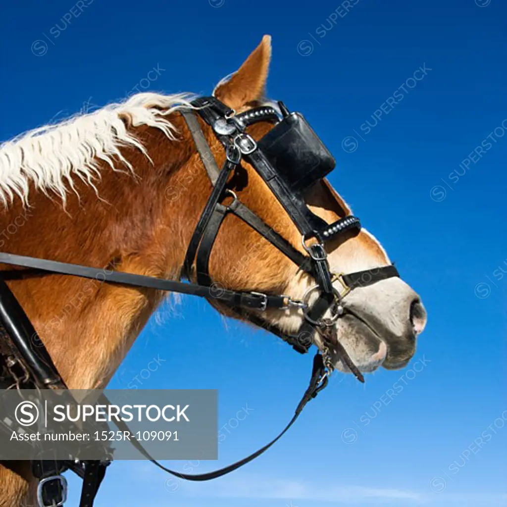 Side view of draft horse wearing bridle and blinders.