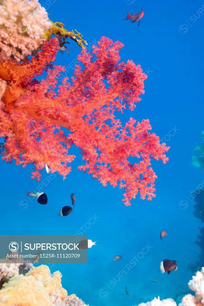 Soft Coral (Dendronephthya Klunzingeri)