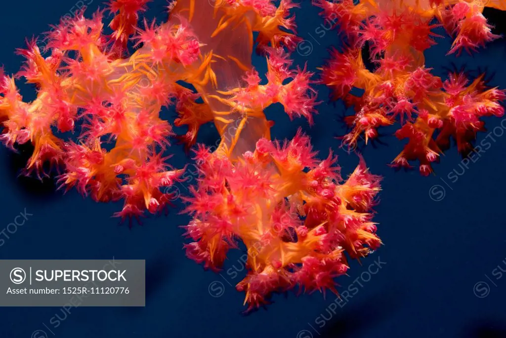 Klunzingers Soft Coral (Dendronephthya Klunzingeri)