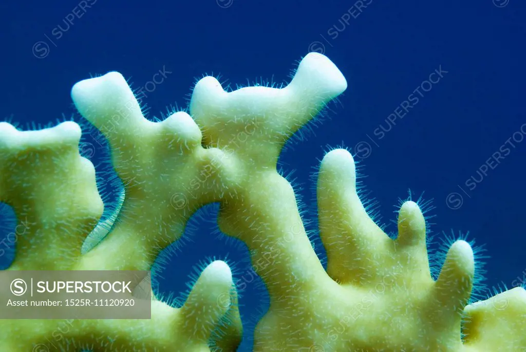 Fire Coral (Millepora Dichotoma)