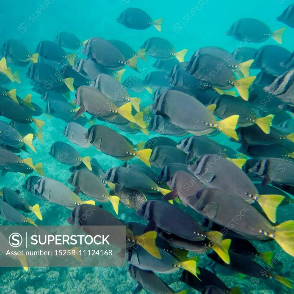 Surgeon fish (Zebrasoma flavescens) swimming underwater, Puerto Egas, Santiago Island, Galapagos Islands, Ecuador