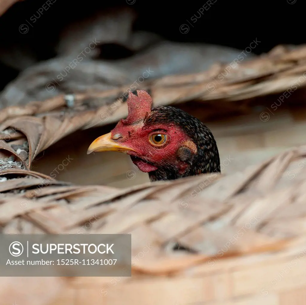 Hen peeking from a basket, Chiang Dao, Chiang Mai Province, Thailand