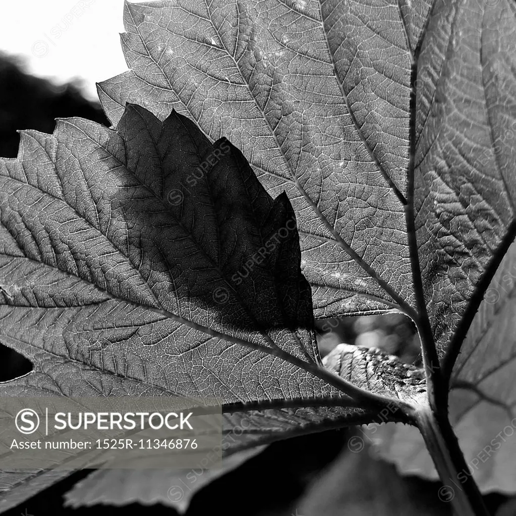 Leaves creating a shadow of another leaf.