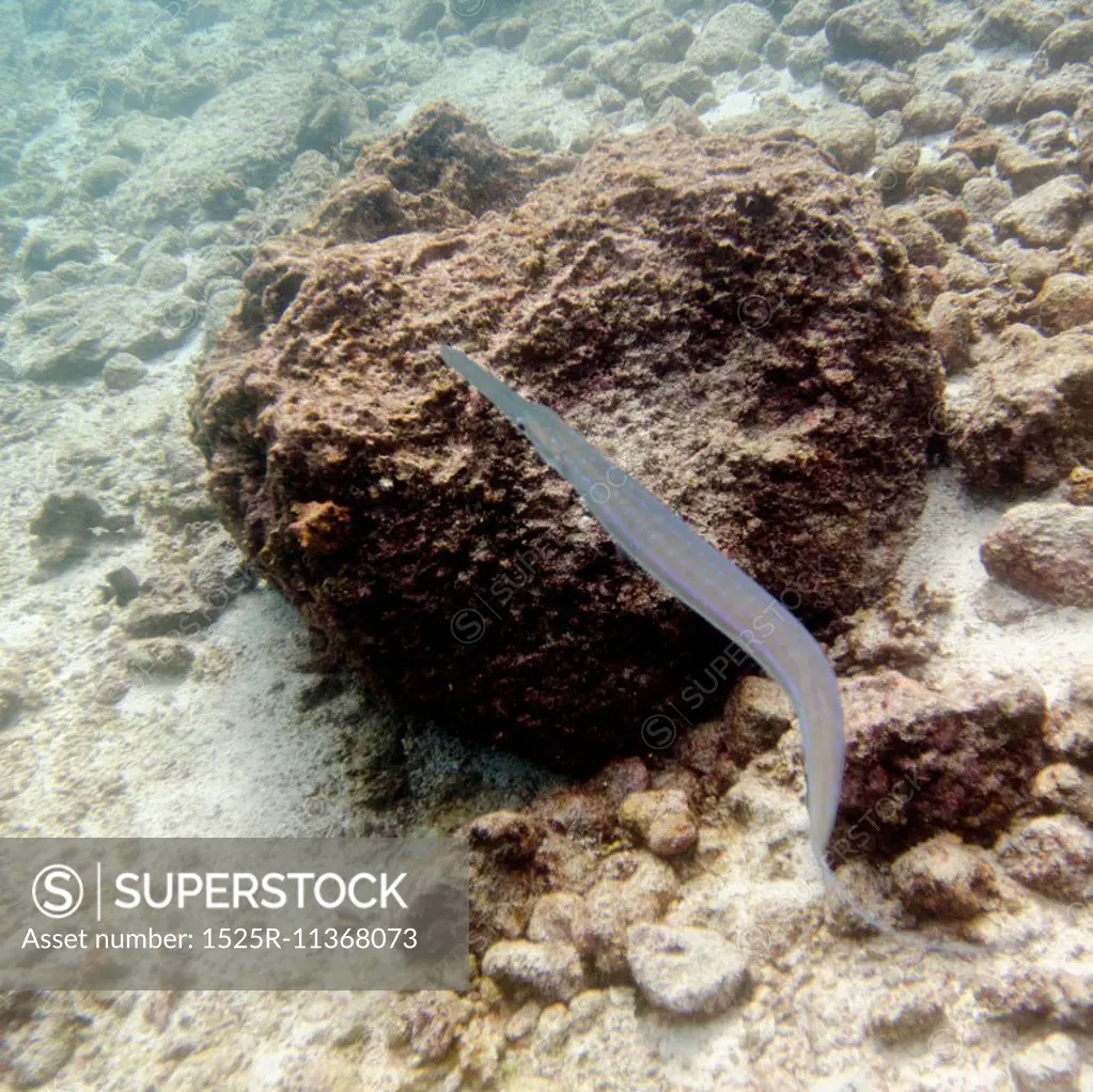 Eel on a rock underwater, Puerto Egas, Santiago Island, Galapagos Islands, Ecuador