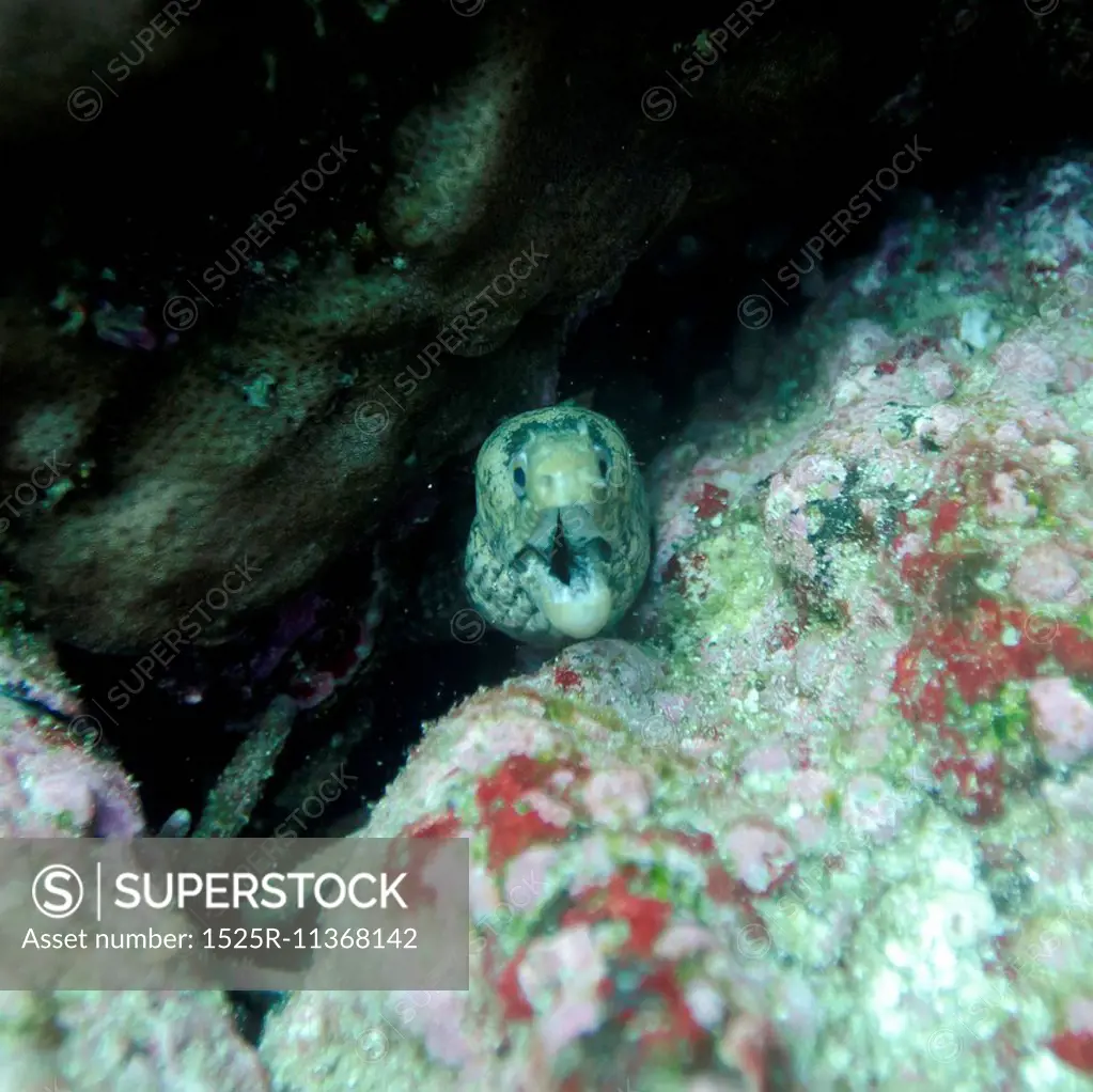 Moray Eel (Gymnothorax prasinus) with its mouth open, Santa Cruz Island, Galapagos Islands, Ecuador